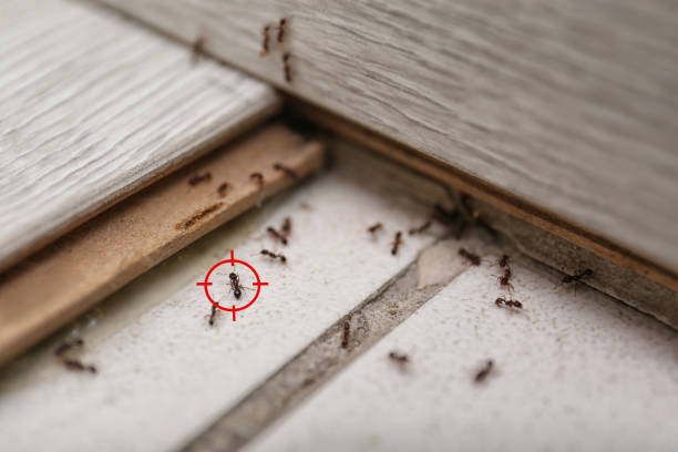 Best Local Pest Control Services  in Wheatland, WY