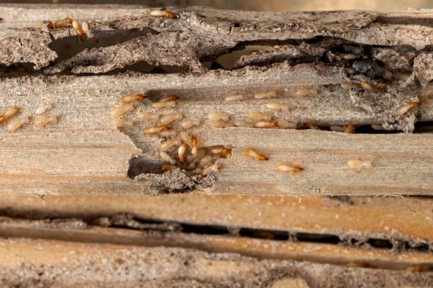 Best Affordable Pest Control Services  in Wheatland, WY